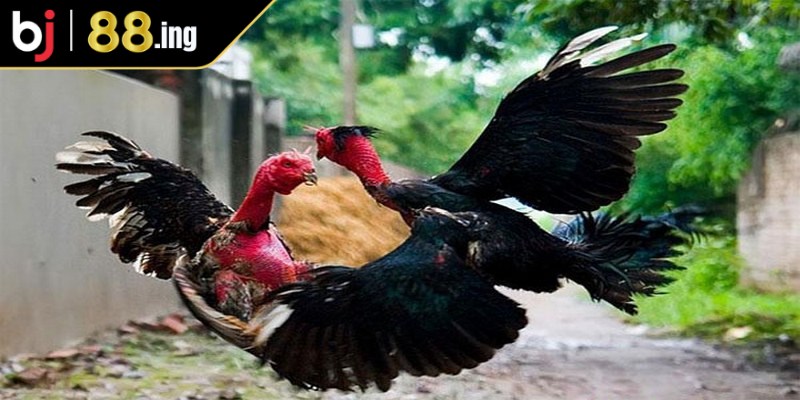 Luật chơi đá gà chọi cơ bản tại các trường gà