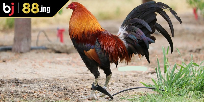 Một số giống gà chọi nổi bật tại Việt Nam bạn nên biết