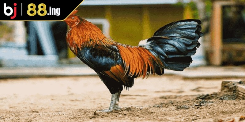 Tìm hiểu về các hình thức đá gà cựa dao tại Philippines