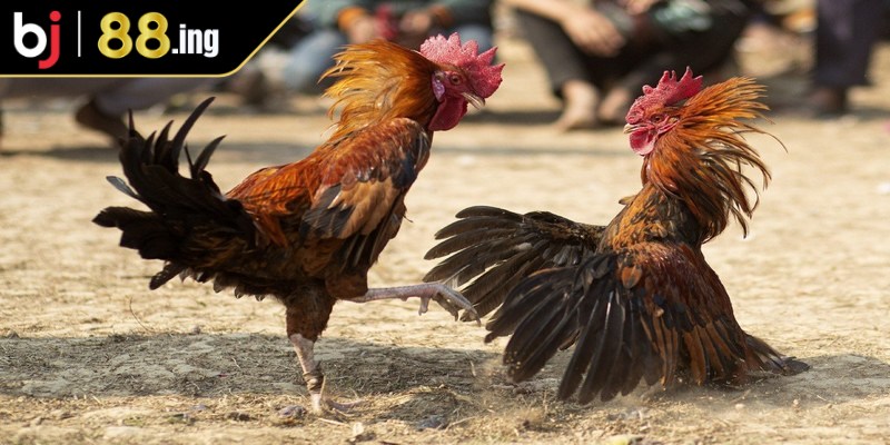 Đá gà Thomo trực tuyến là một hình thức cá cược đá gà trực tiếp nổi tiếng