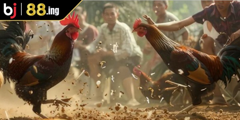 Vì sao đá gà Campuchia lại nổi tiếng và hấp dẫn game thủ