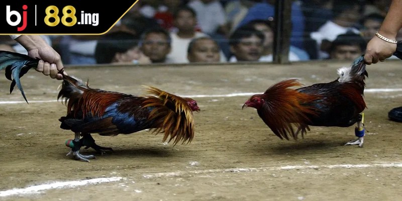 Đá gà Thomo từ lâu đã trở thành cái tên quen thuộc đối với giới mê cá độ