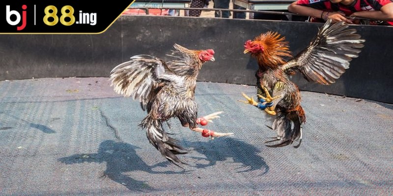 Luật chơi đá gà trường Thomo chuyên nghiệp người mới cần nắm rõ