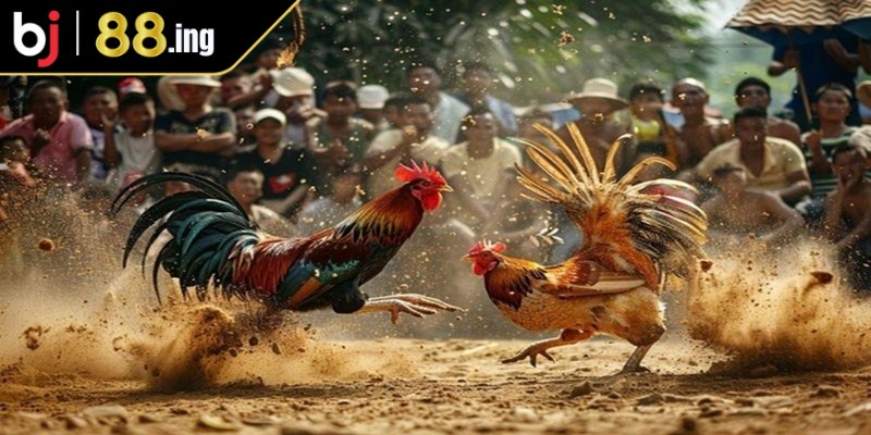 Những lưu ý quan trọng khi chơi đá gà Thomo online