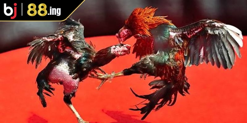 Lợi ích của việc sử dụng phần mềm hack đá gà trực tuyến