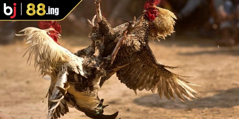 Có nên sử dụng phần mềm hack đá gà trực tuyến hay không?